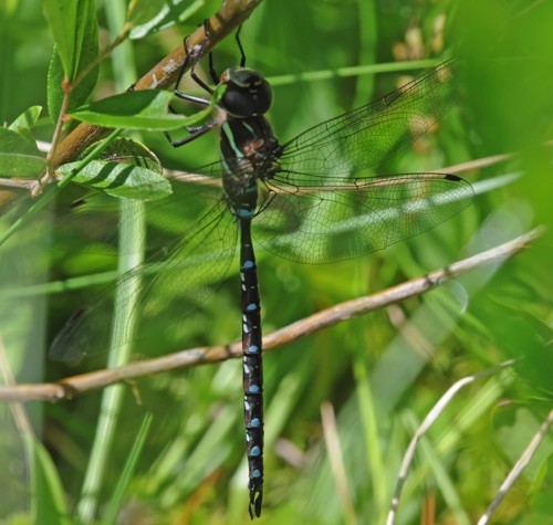 Male
16 July 2018  Lake, MN