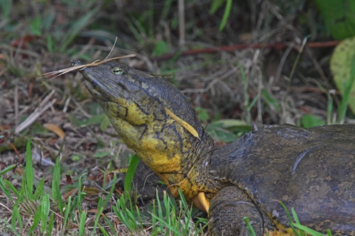 Spiny Softshell