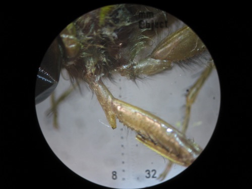 Spur on trochanter, definitive for the species
15 May 2015  Floyd