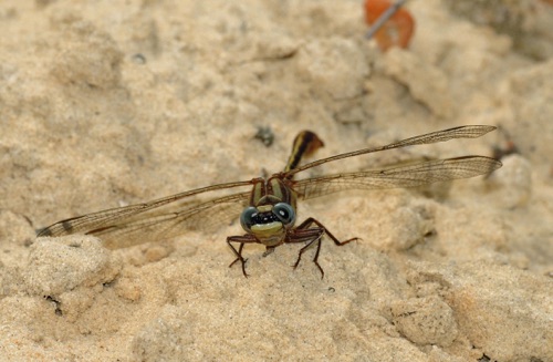 Male
2010_04_17_Charlton
